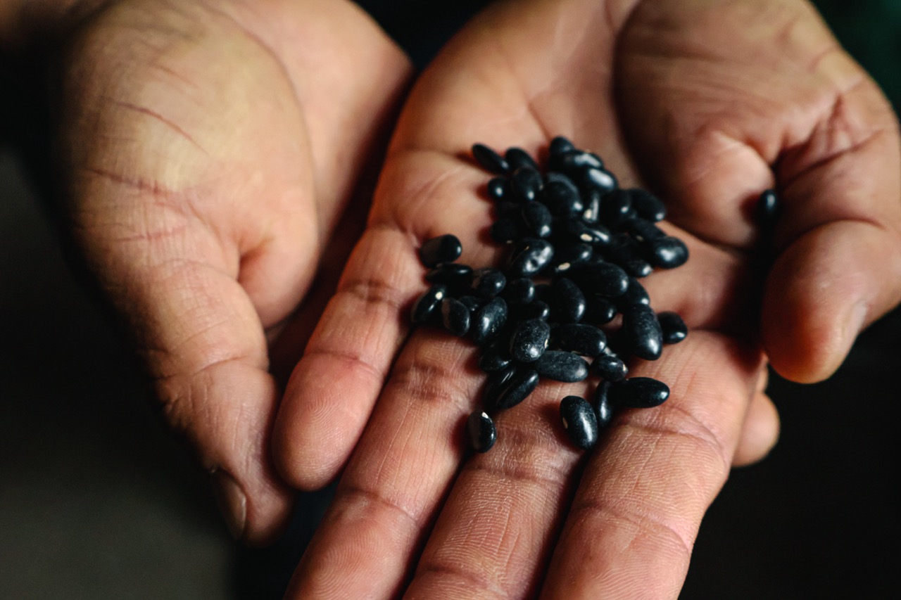 Hands holding black beans