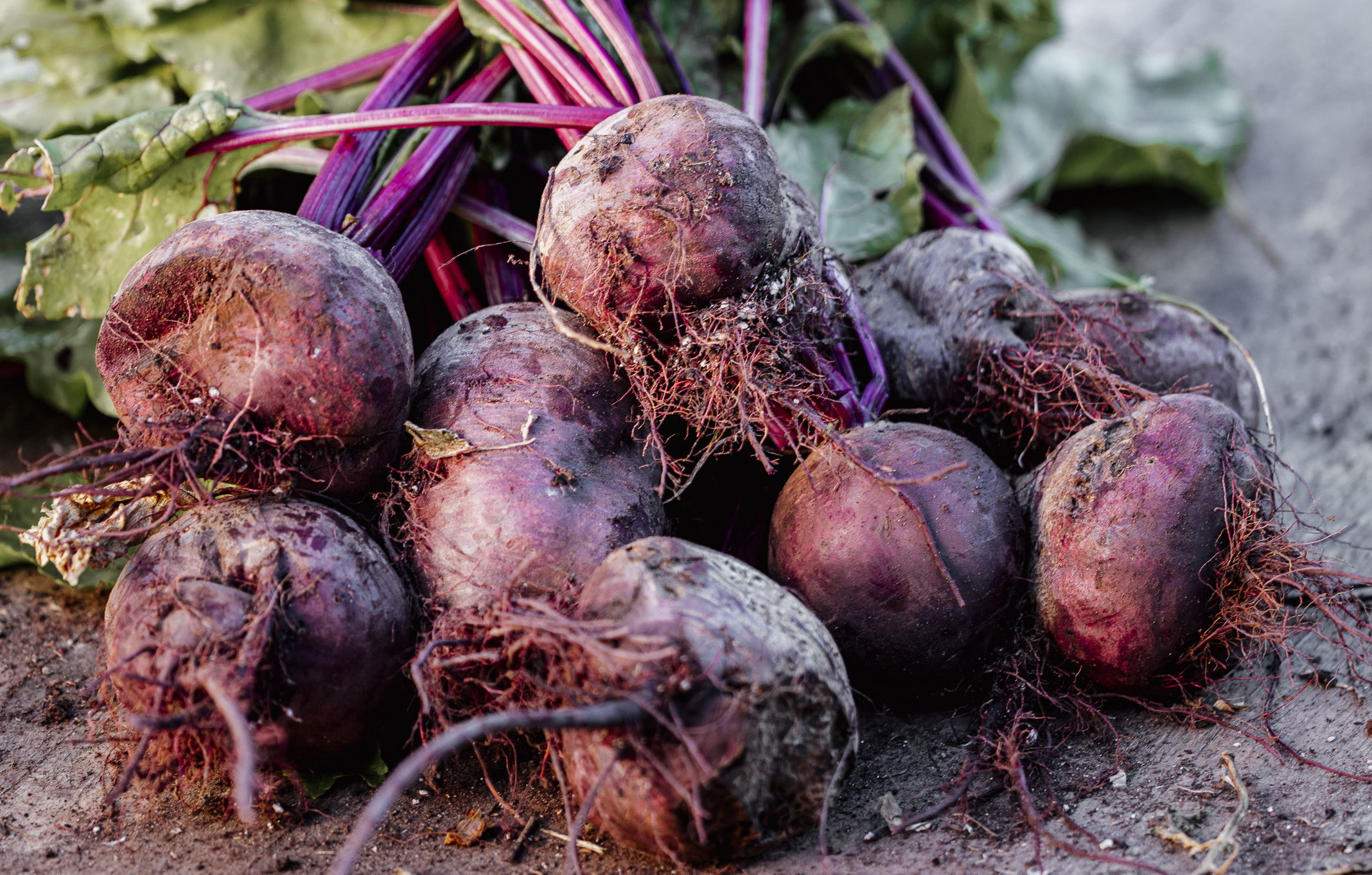 Bunch of earthy beetroot on dark wood surface