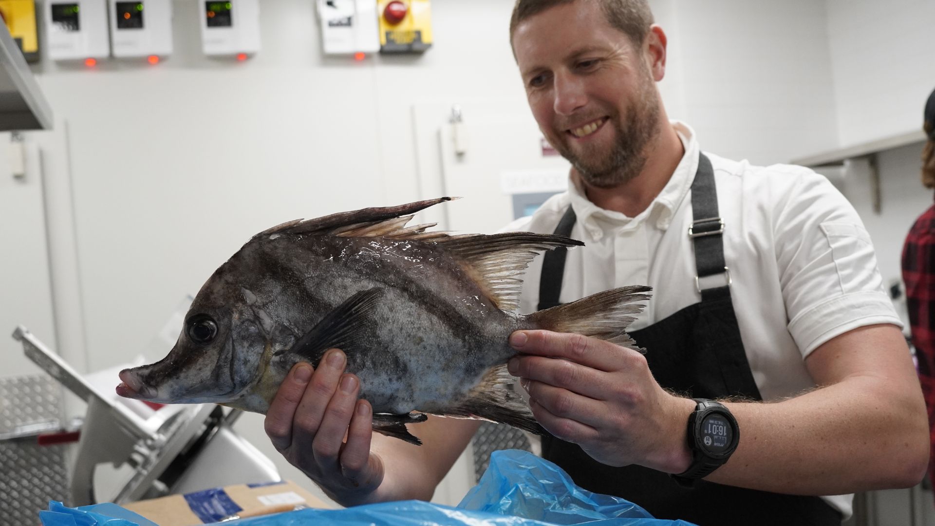 A male chef in an apron holding up a large fish and smiling