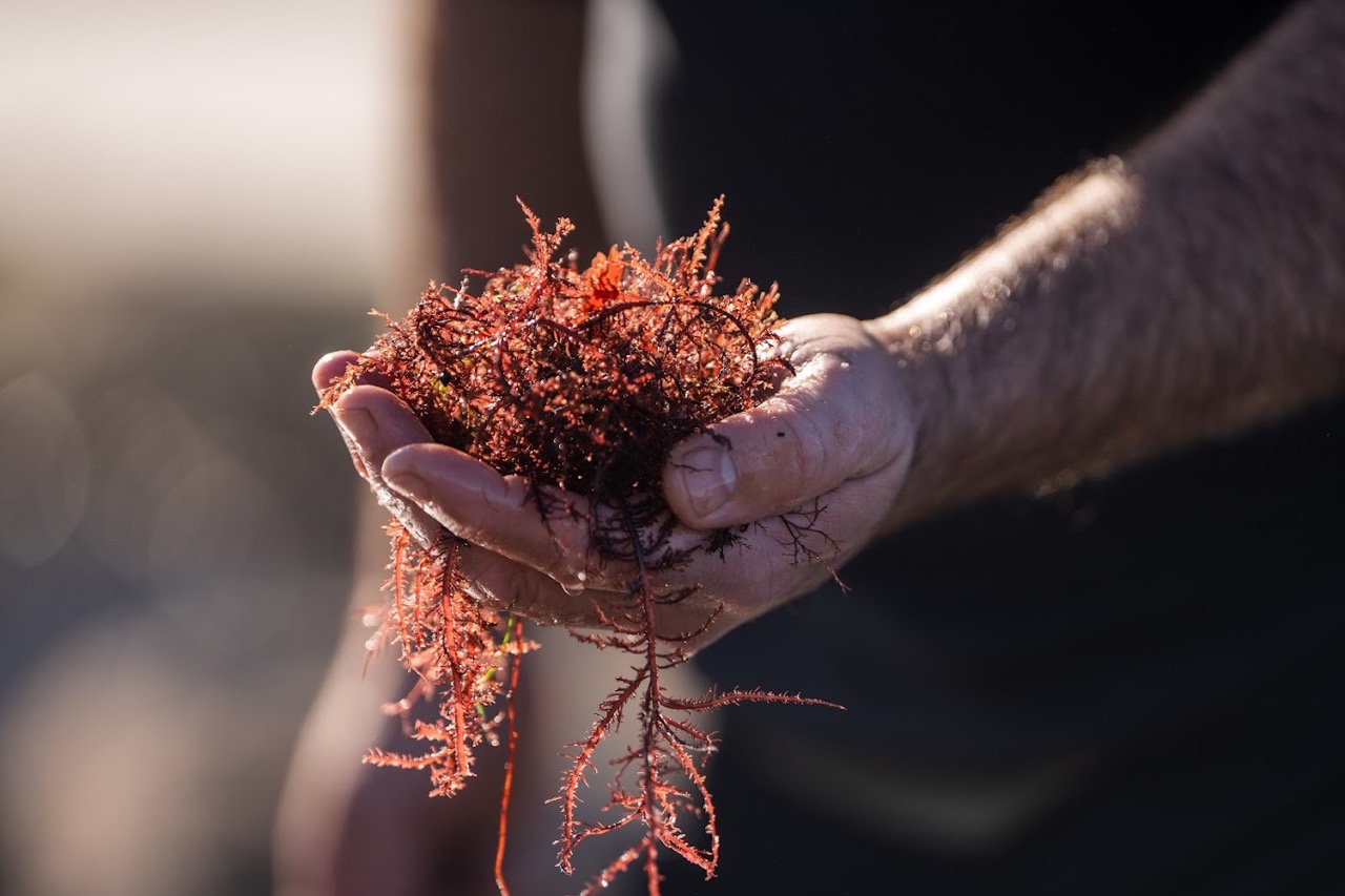 A hand holding foraged seaweed
