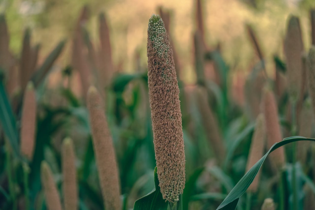 Close up of crops growing in field