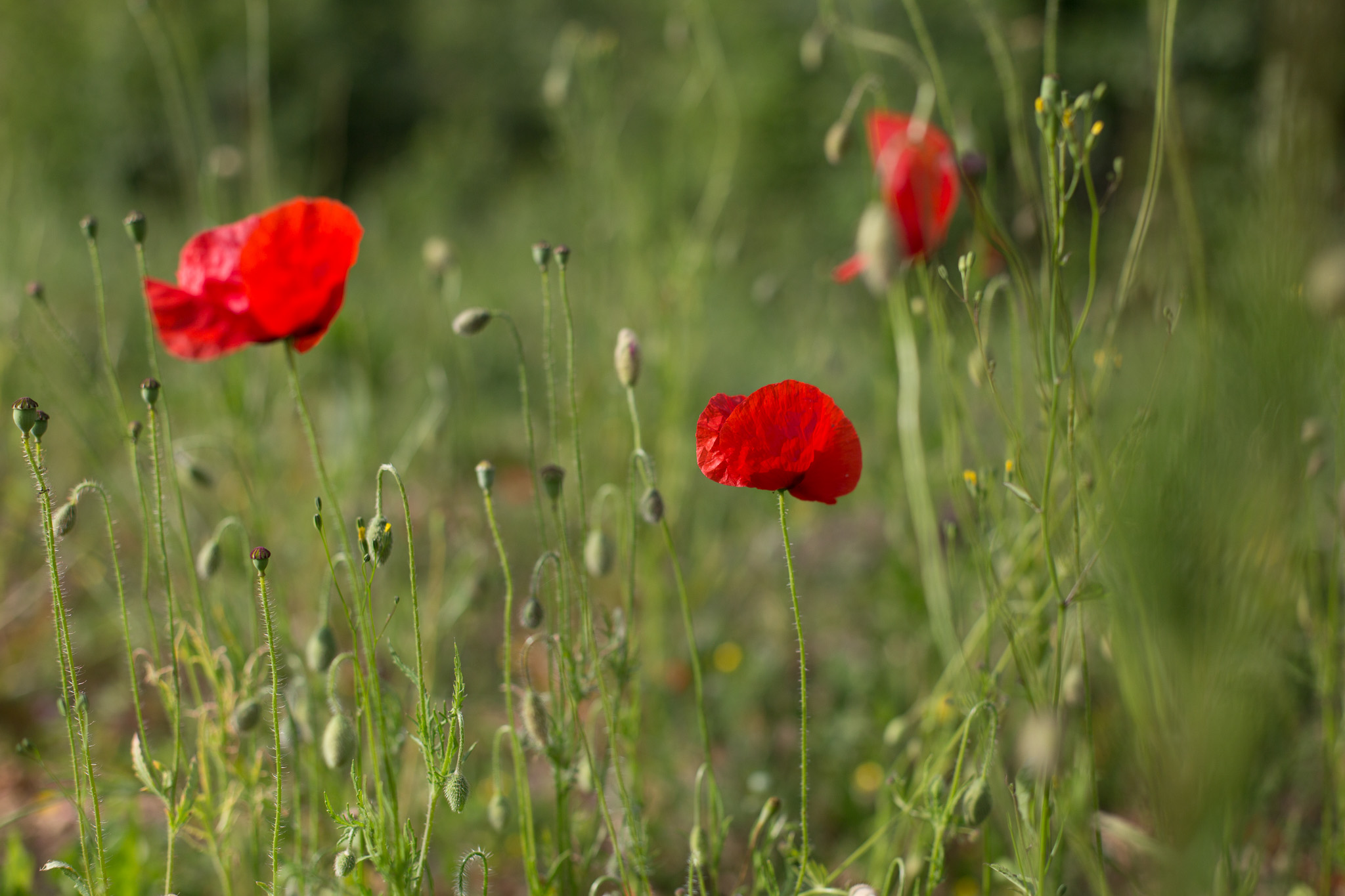 Red poppies and wild grasses