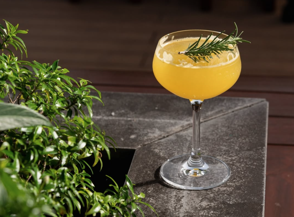 Orange coloured cocktail with rosemary sprig in coupe glass against dark counter
