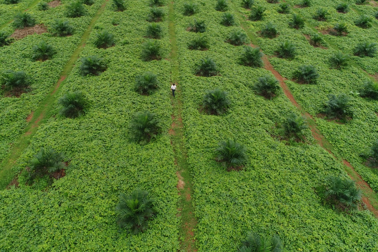 Overhead shot of an oil palm plantation with a person walking through the middle