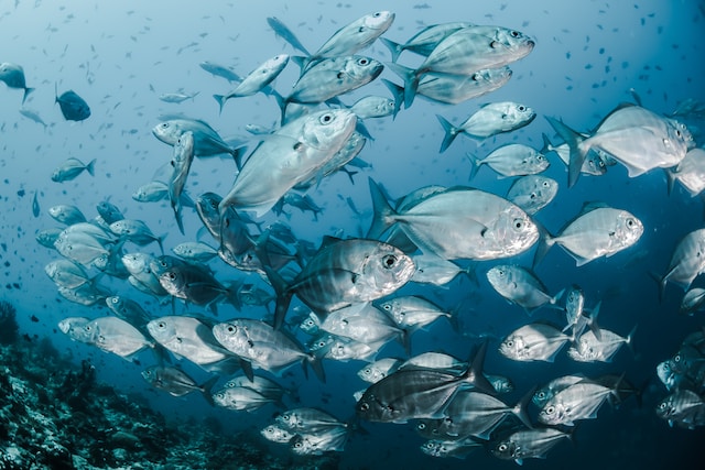 School of fish swimming in sea