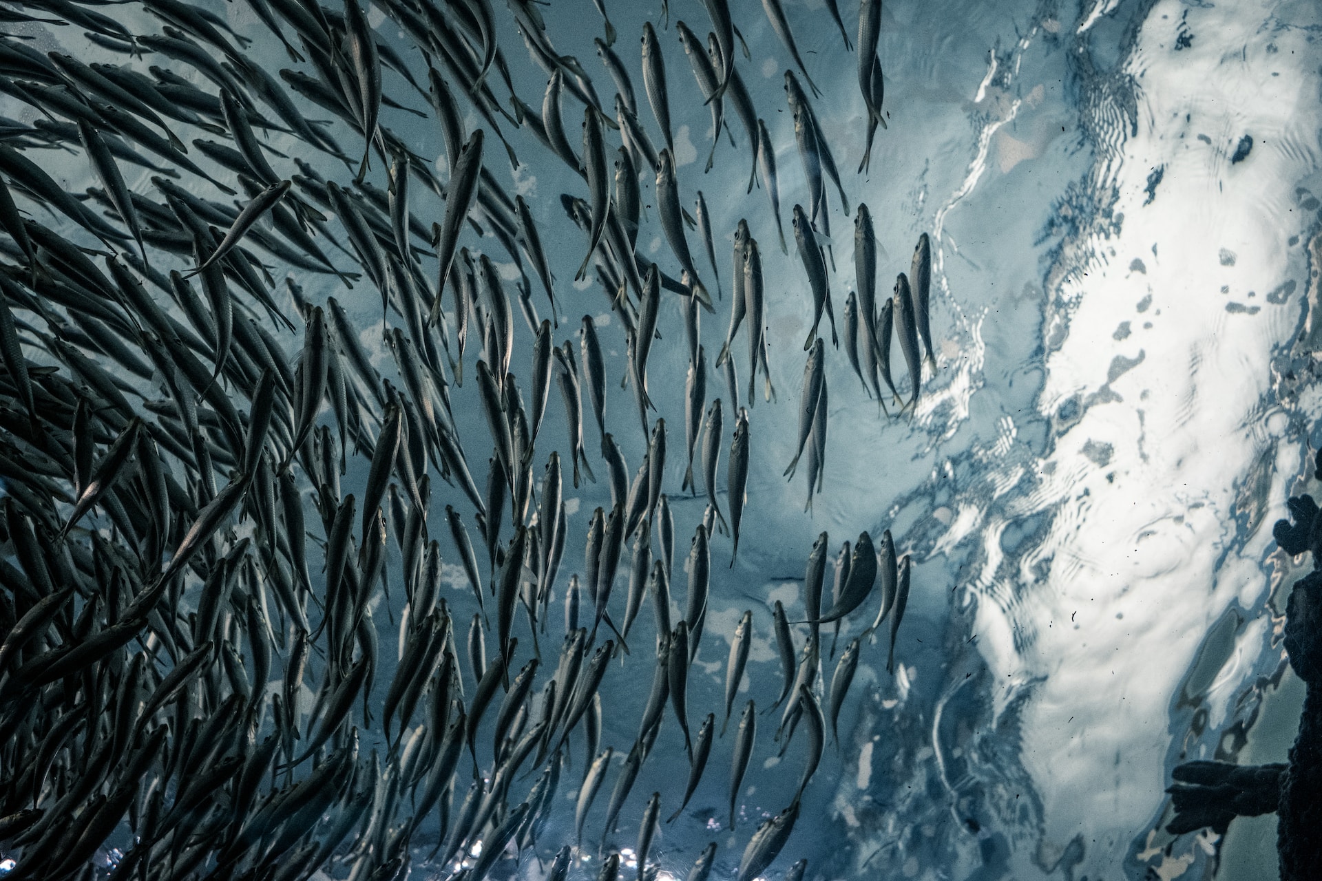 Shoals of fish swimming in circle