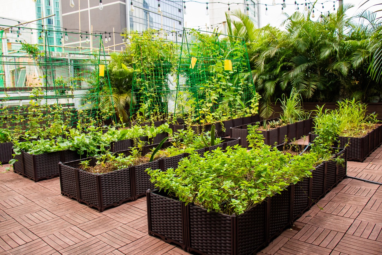 The Rooftop Farm At Feste with raised beds