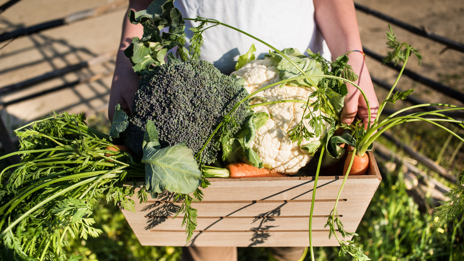 Person holding wooden crate of fresh vegetables include carrots, broccoli and cauliflower