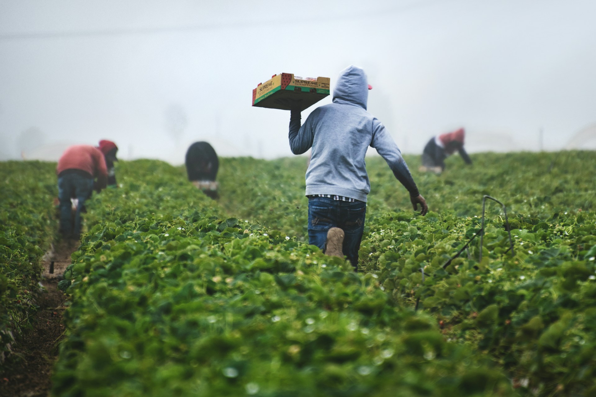 Farm workers in field picking produce and carrying cardboard crates