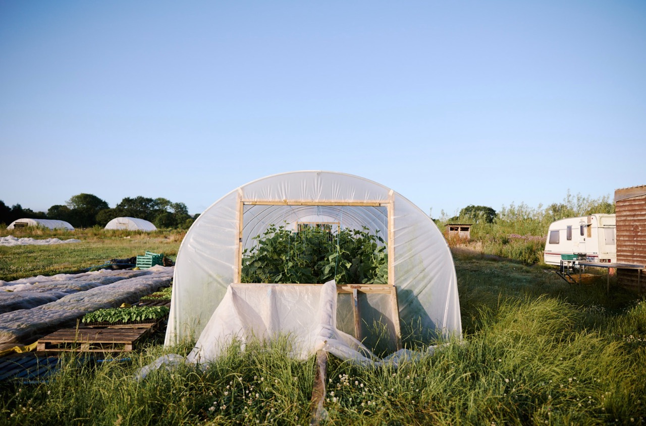 A polytunnel on a farm in the sunshine