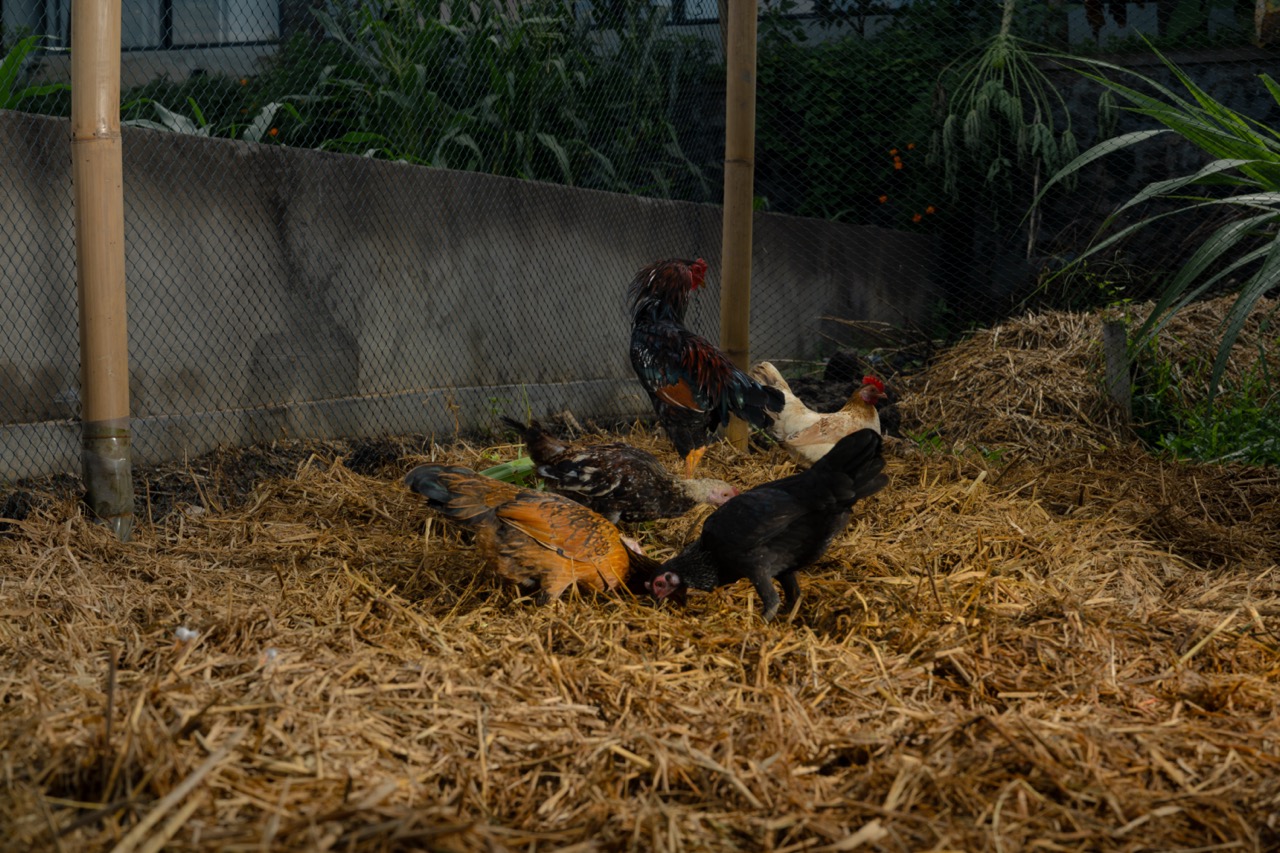 Chickens pecking in hay