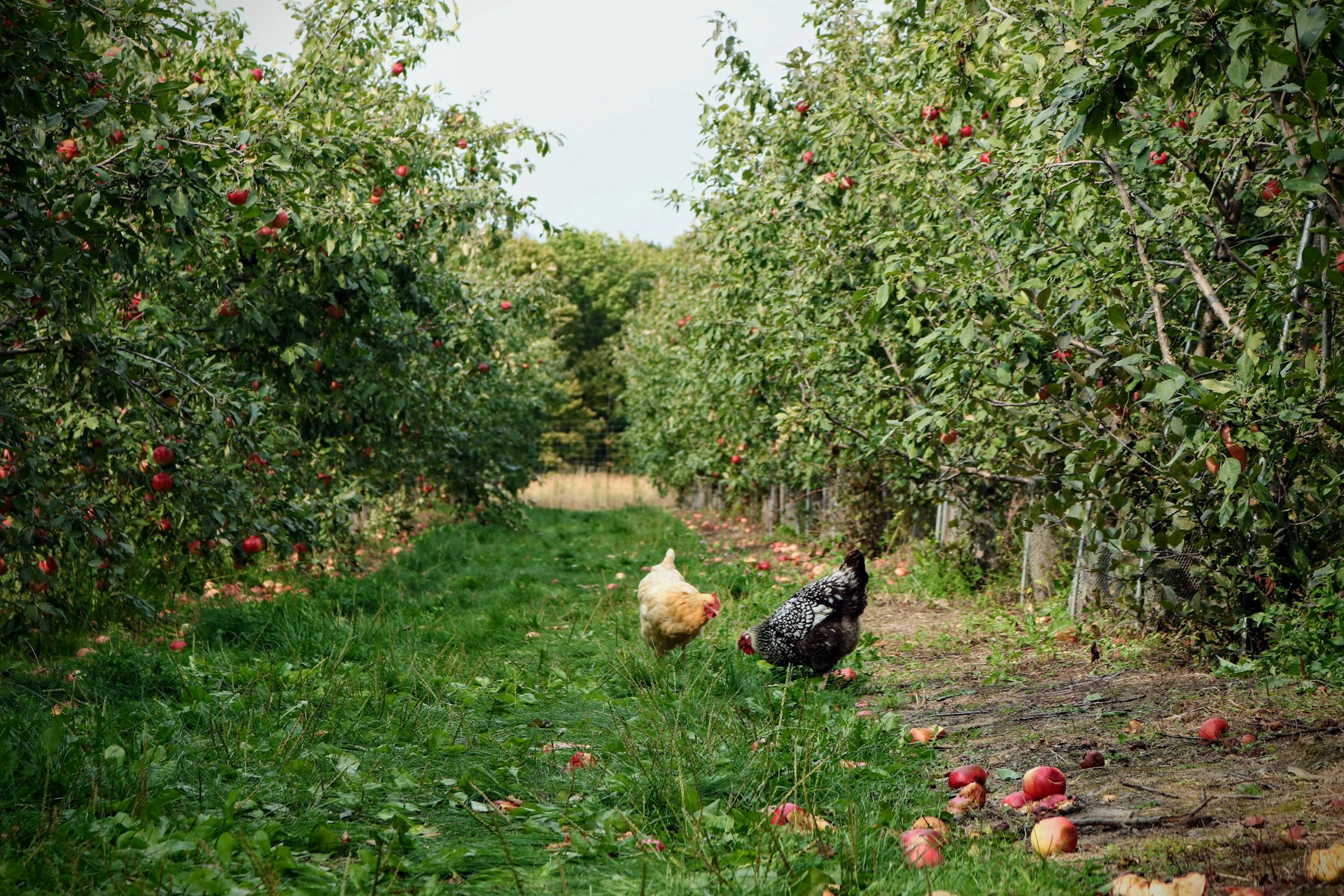 Chickens pecking in grassy orchard between rows of apple trees