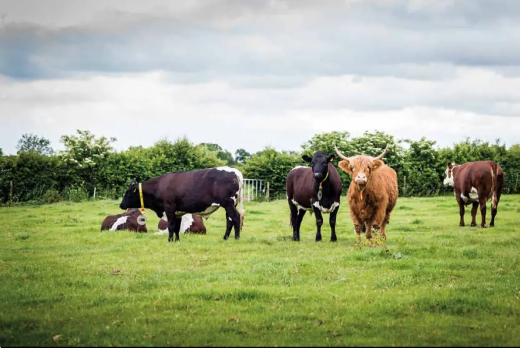 Cows in grassy field on cloudy day