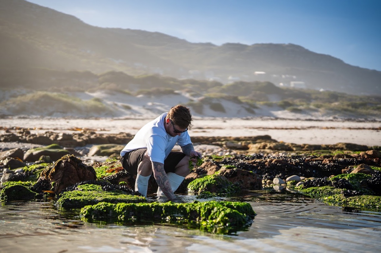 A chef foraging for seaweed on the shore