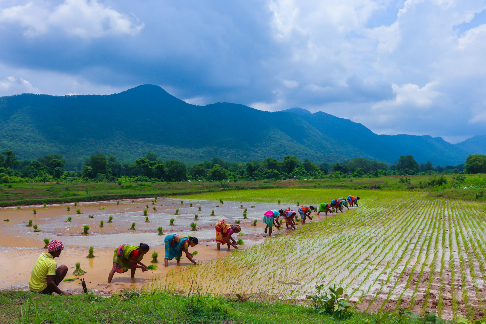 A line of farm workers in colourful clothes working in a rice field, with a dramatic mountain backdrop