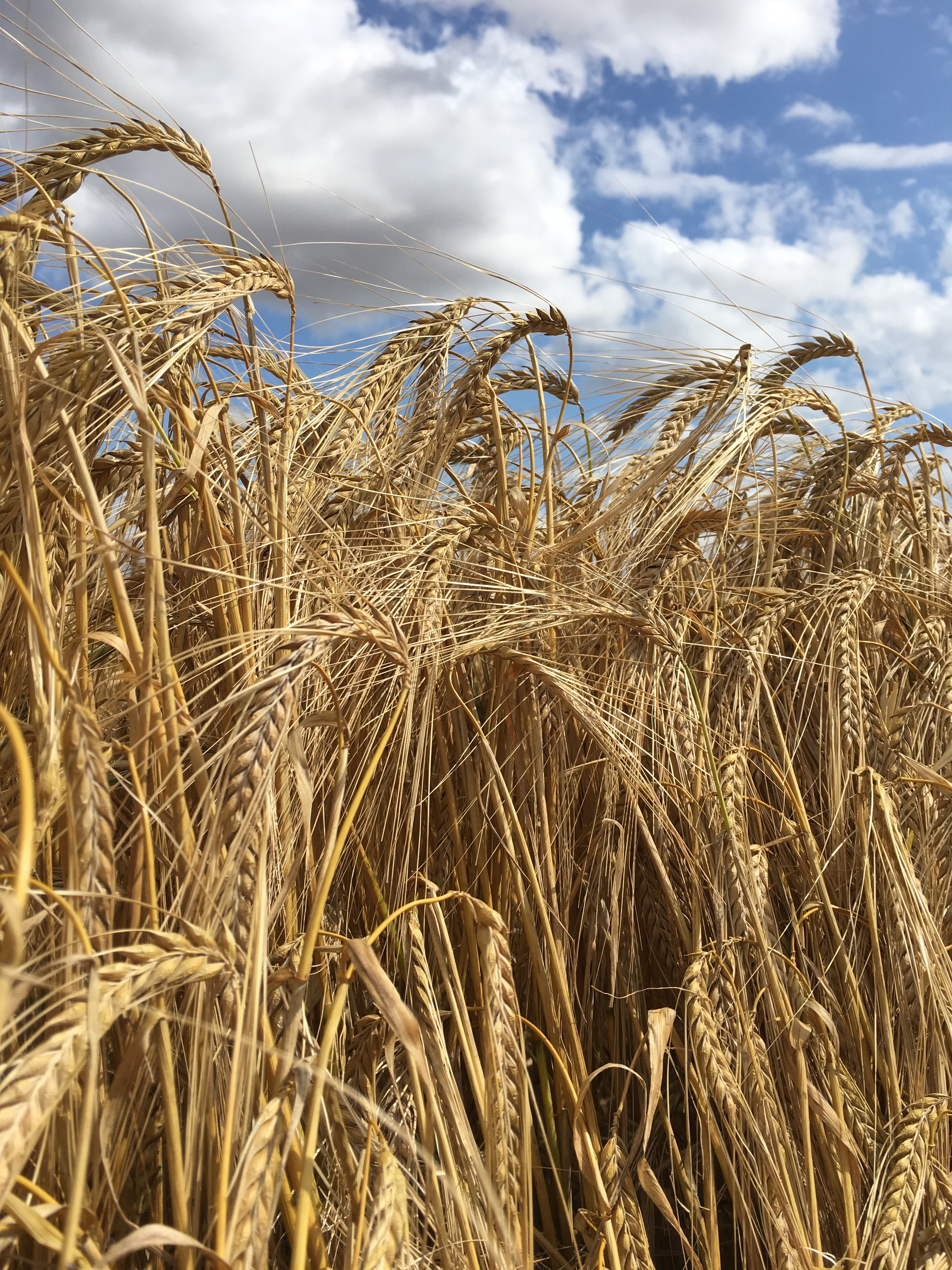 Field of wheat shot from low angle with blue sky above