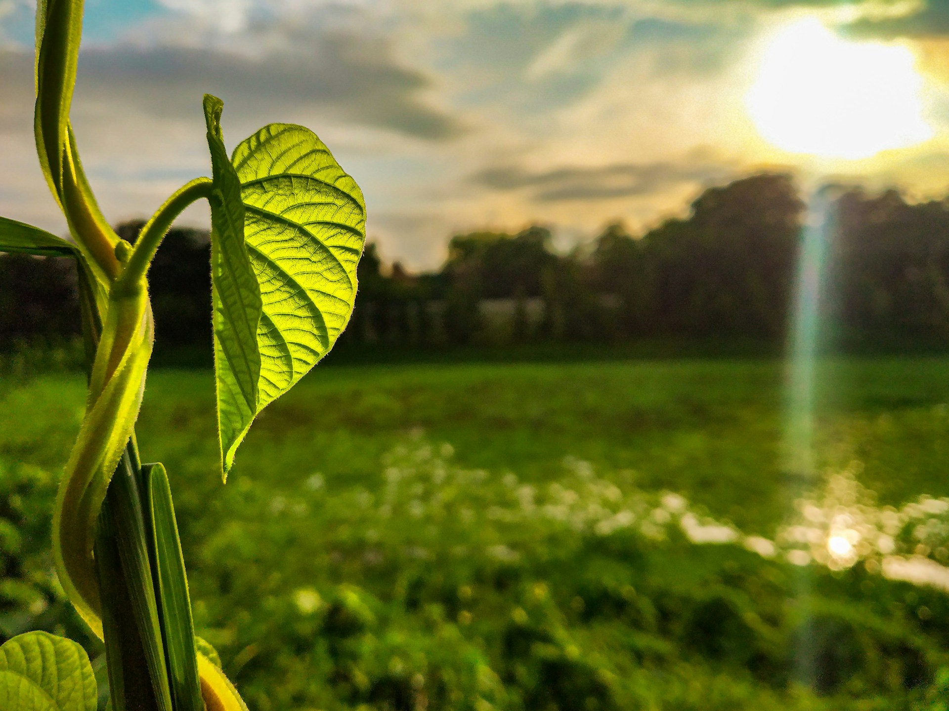 A bean stalk growing in the foreground with a field in the background in the early morning