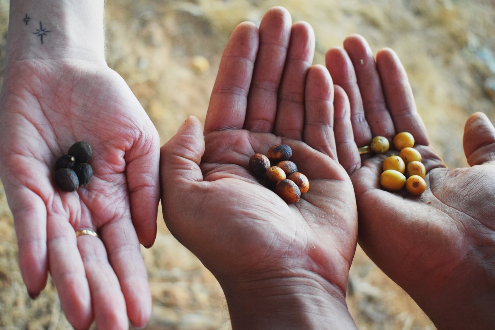 Three hands, each holding different coloured coffee beans