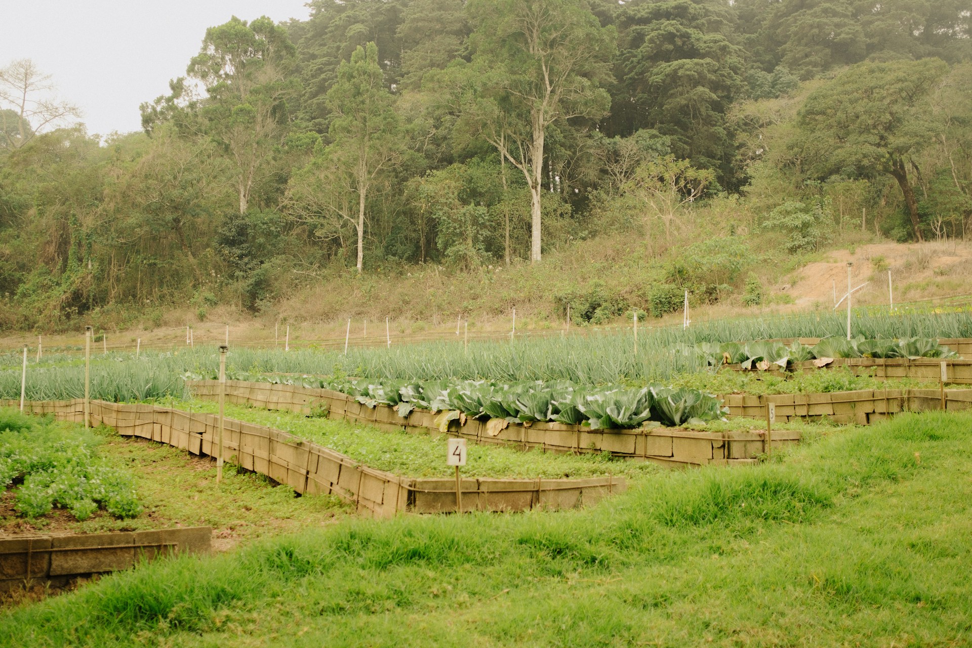 Raised beds on a farm with trees in the background
