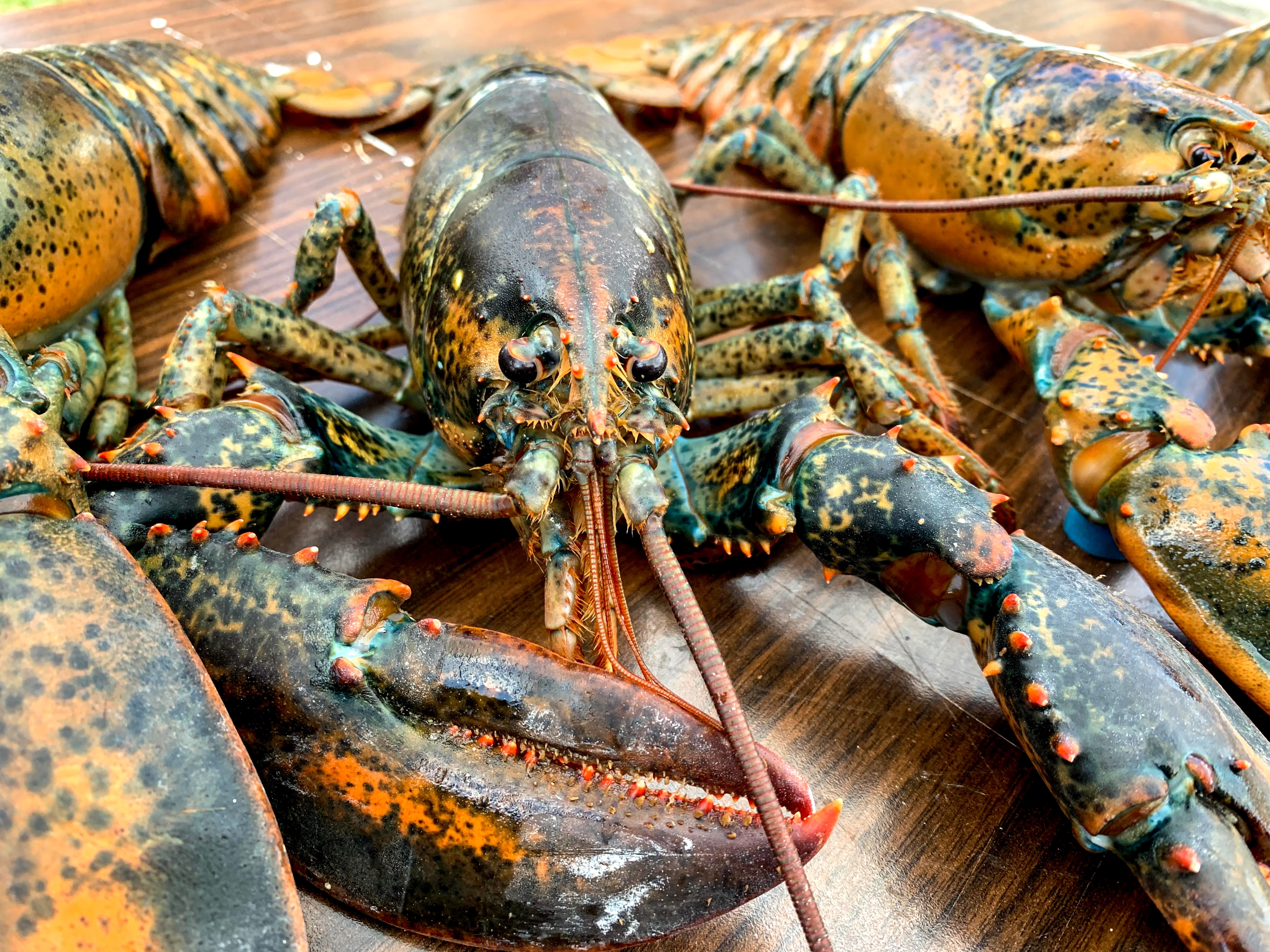 Close Up Of Lobster