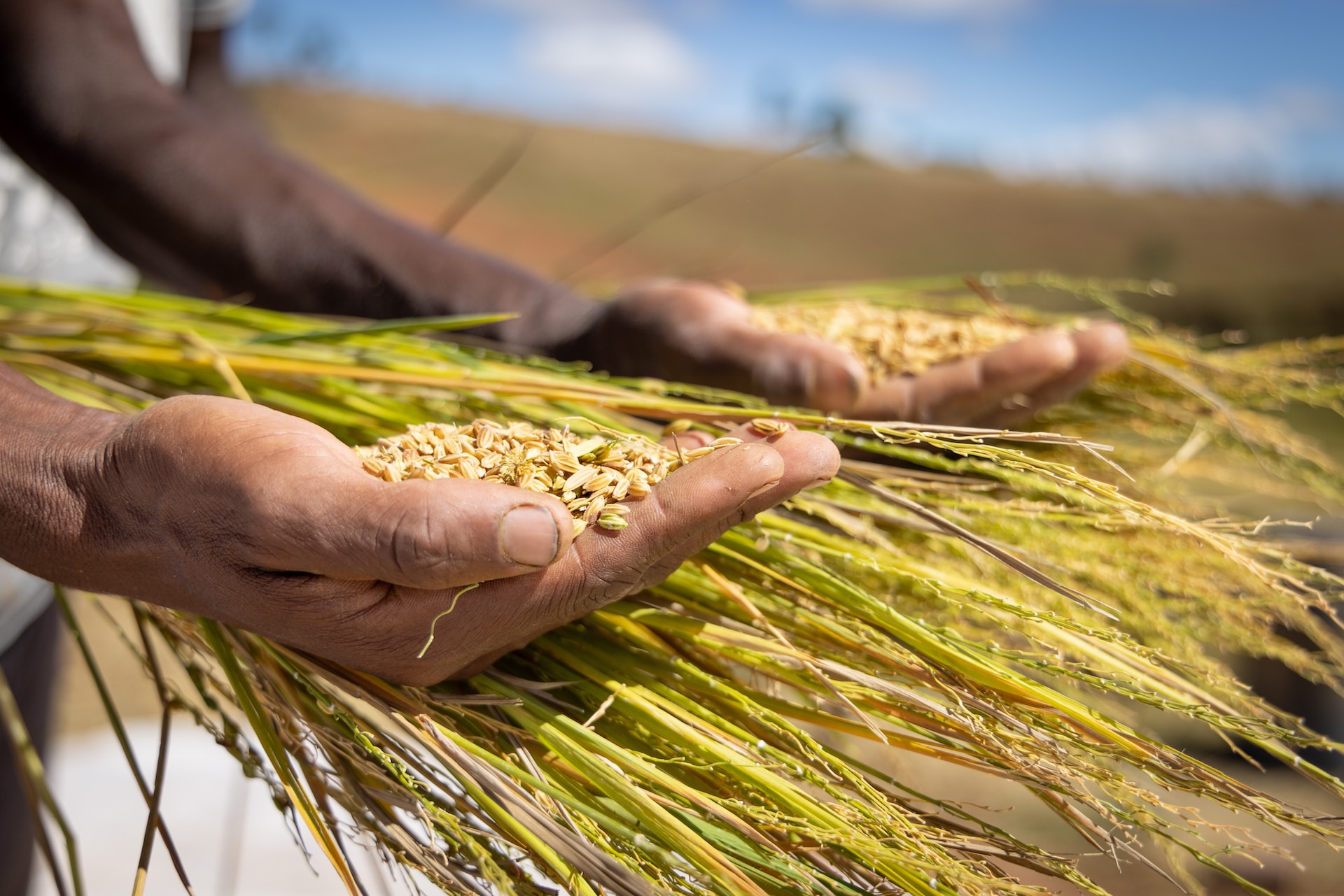 Hands holding wheat against blue sky 
