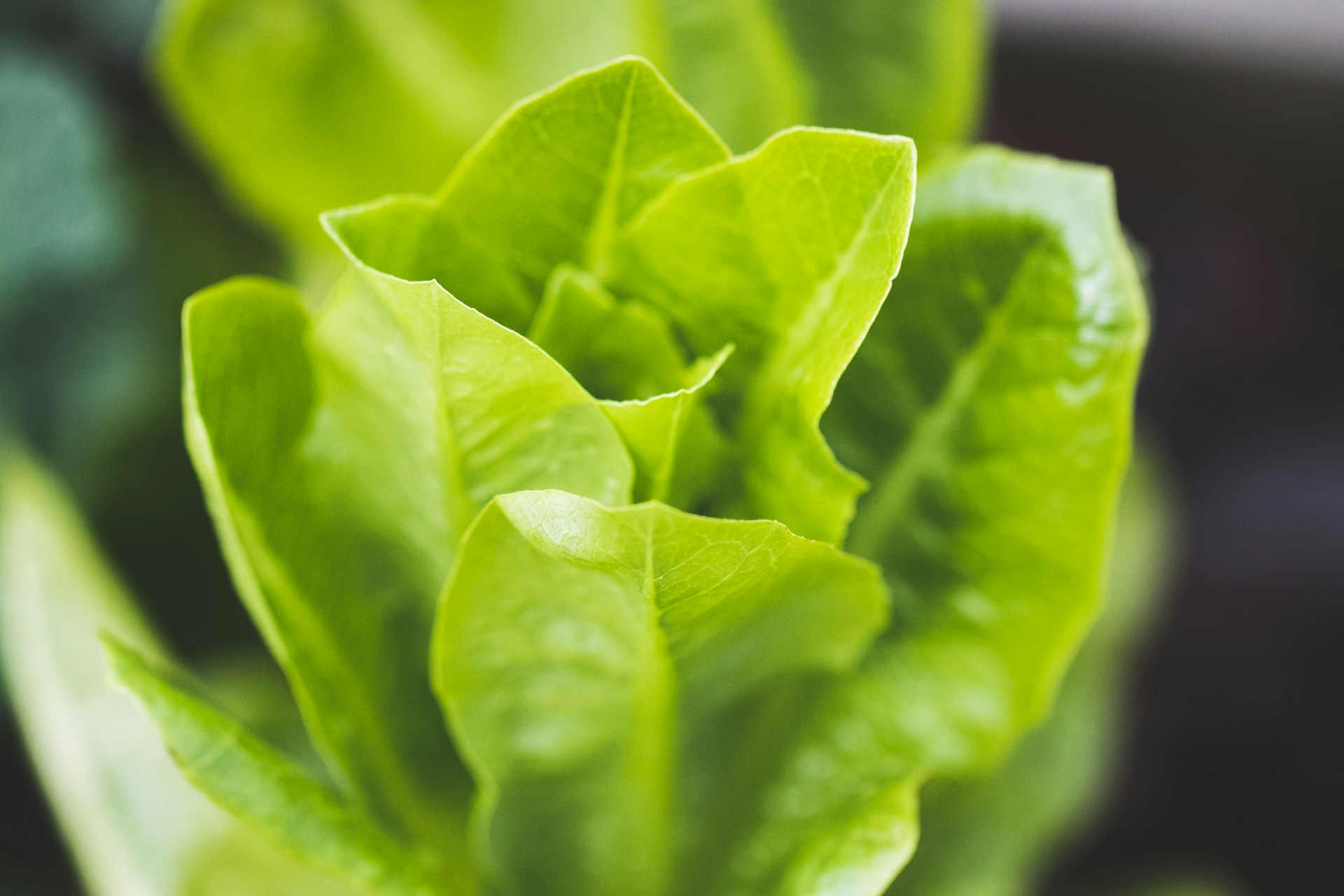 Head of lettuce close up