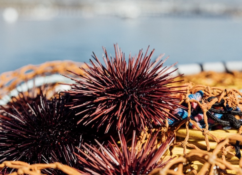 A close up shot of sea urchins on a net, with the ocean in the background