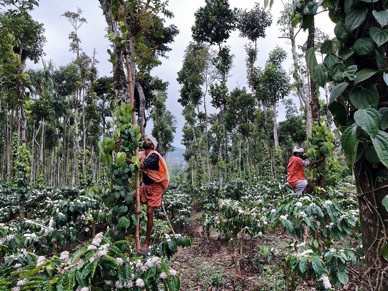 Two men climbing trees to harvest pepper