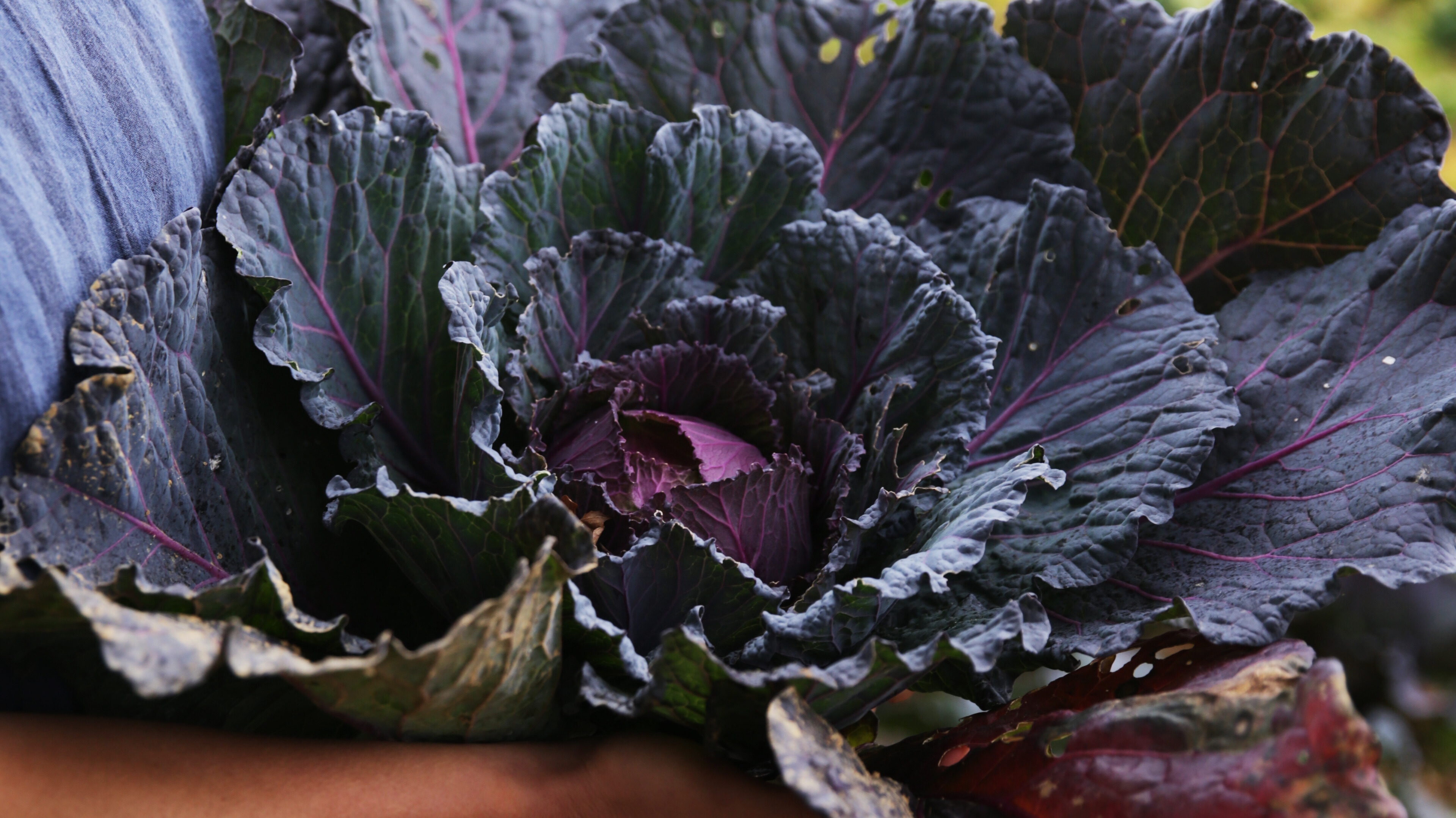 Big, dark coloured head of cabbage