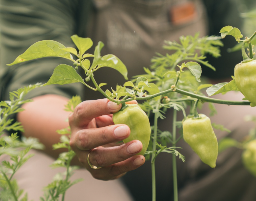 A chef's hand picking a green chilli pepper