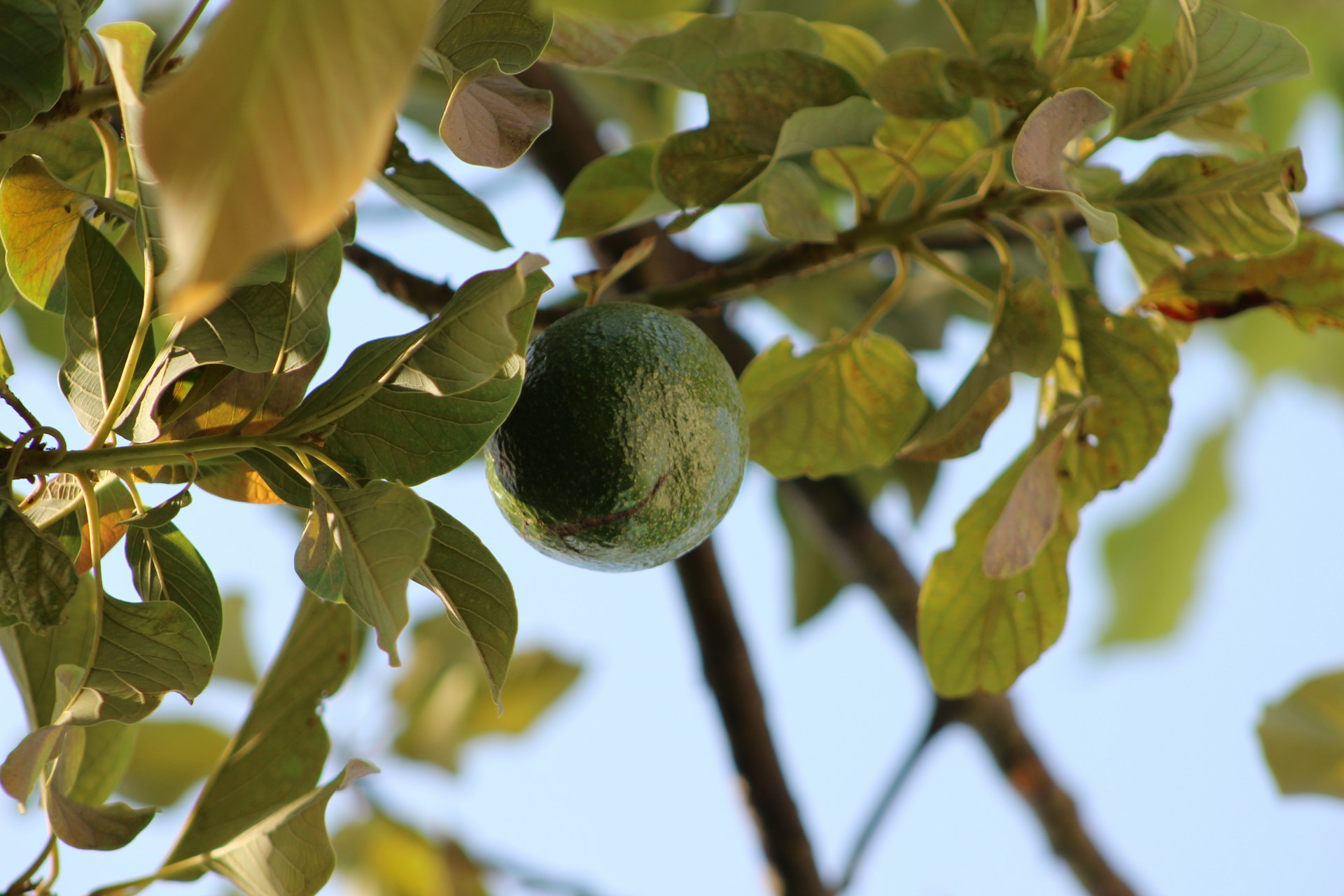 An avocado hanging in a tree, viewed from below