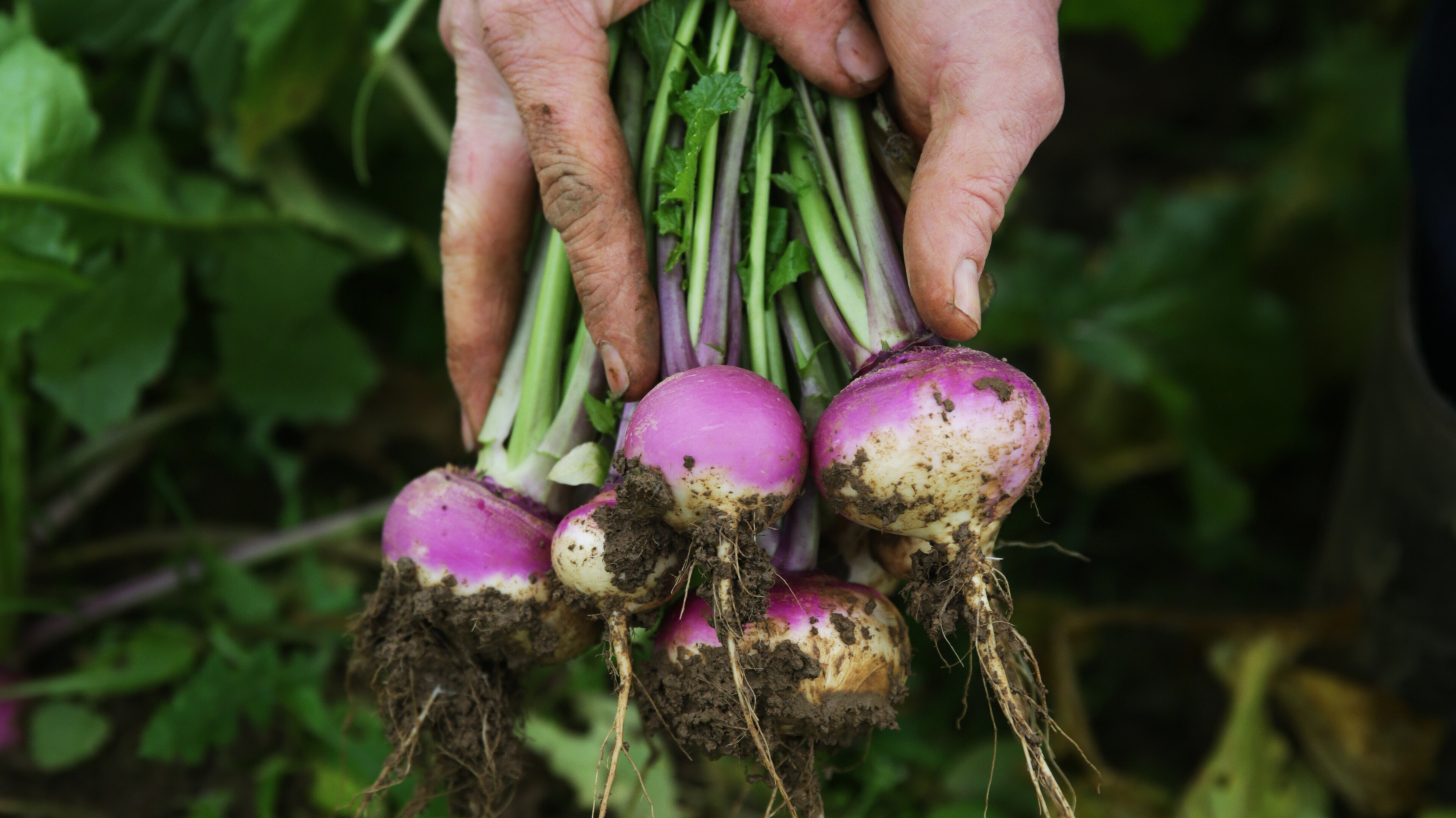 Hand holding bunch of kohlrabi