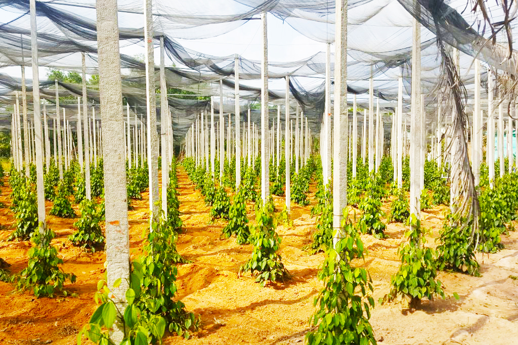 Spice farm with small trees trained up poles, all covered in canvas 