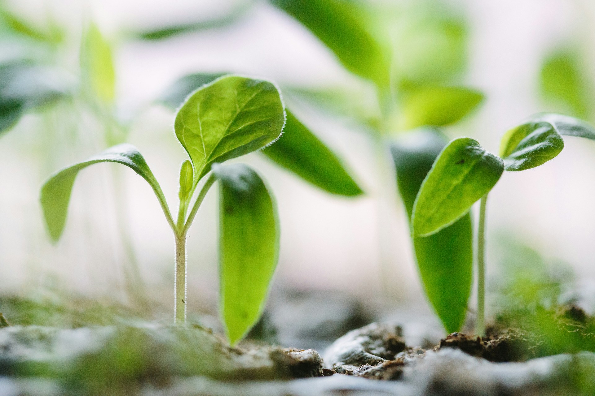 Green shoots growing from soil