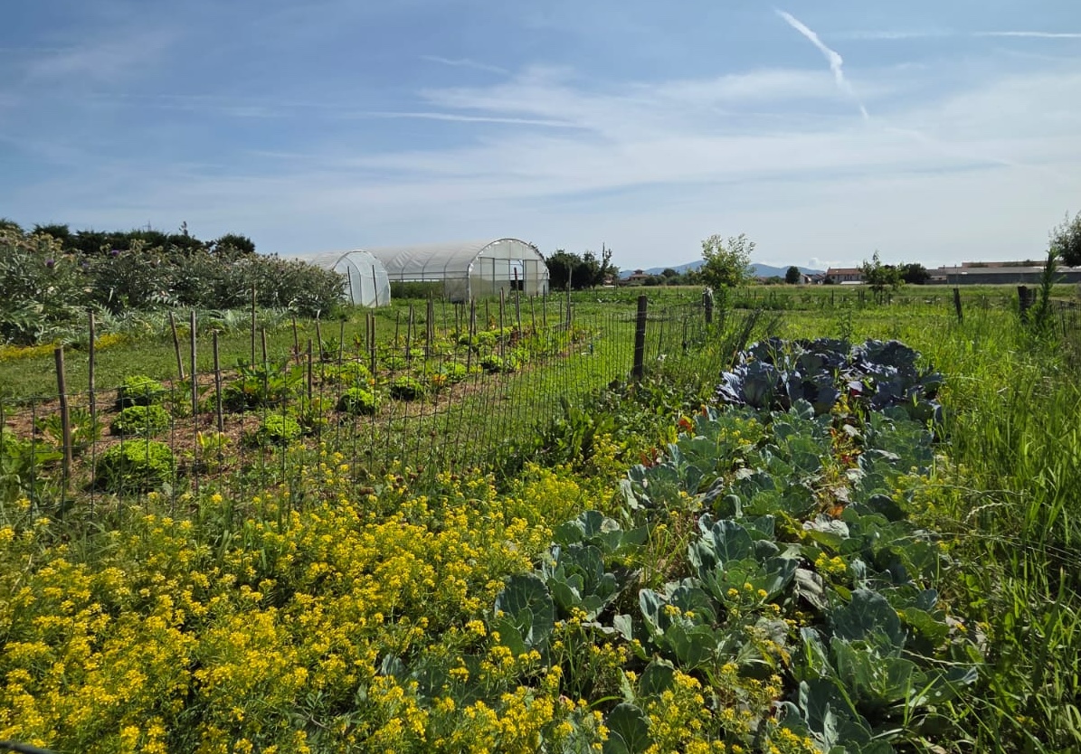 View of a vegetable farm with polytunnels, on a sunny day