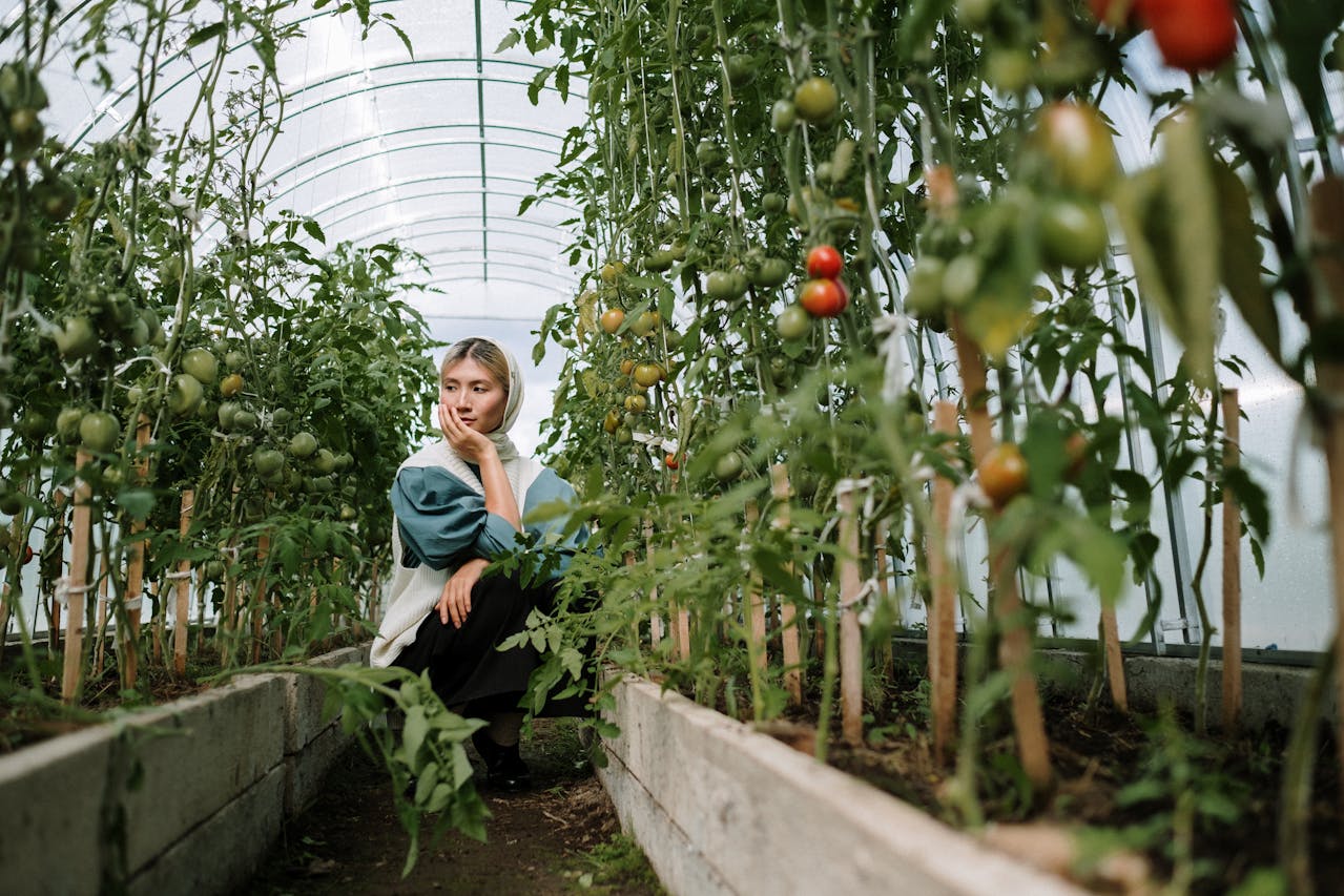 A woman in a headscarf sitting between rows of tomatoes growing on vines in a polytunnel