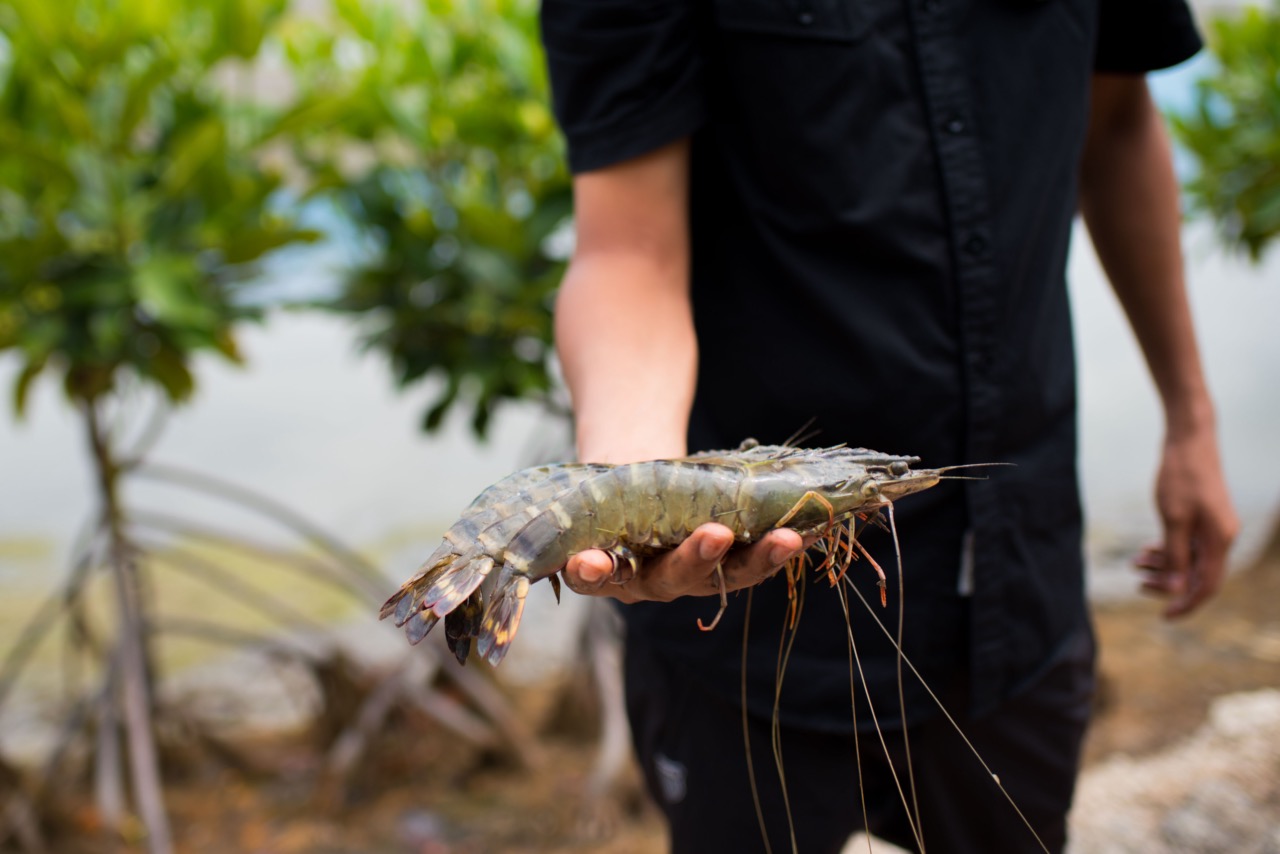 A man holding whole prawns in his hand, with water in the background