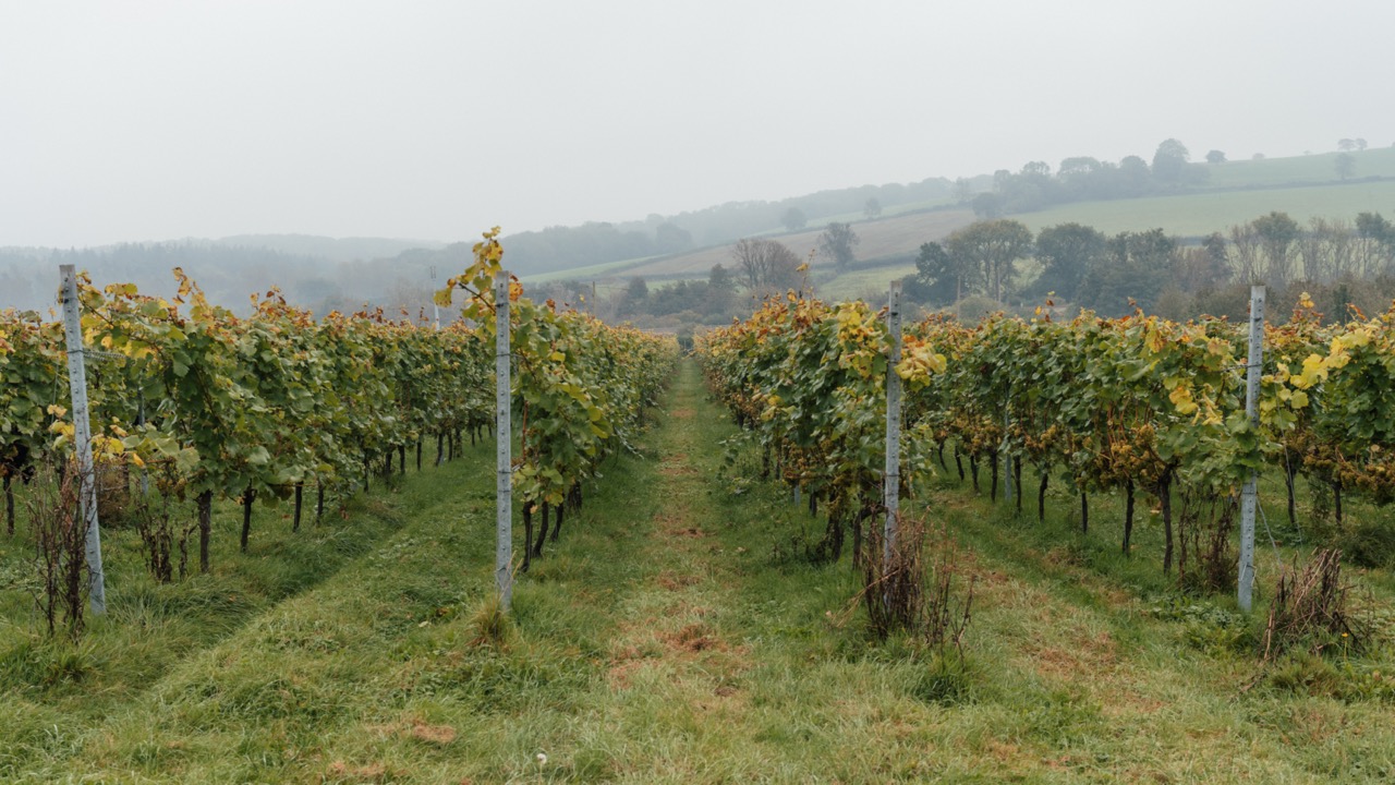 View over misty vineyard looking straight down between rows