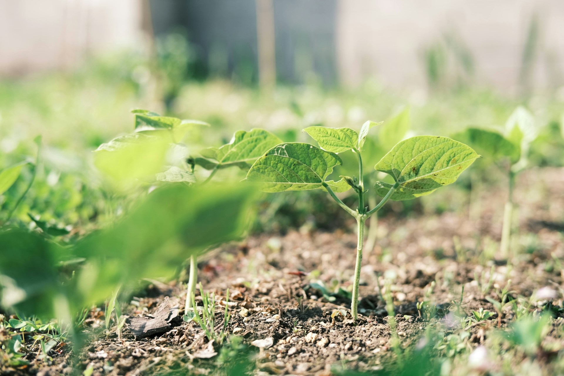 Small green plants growing out of the soil in the sunshine