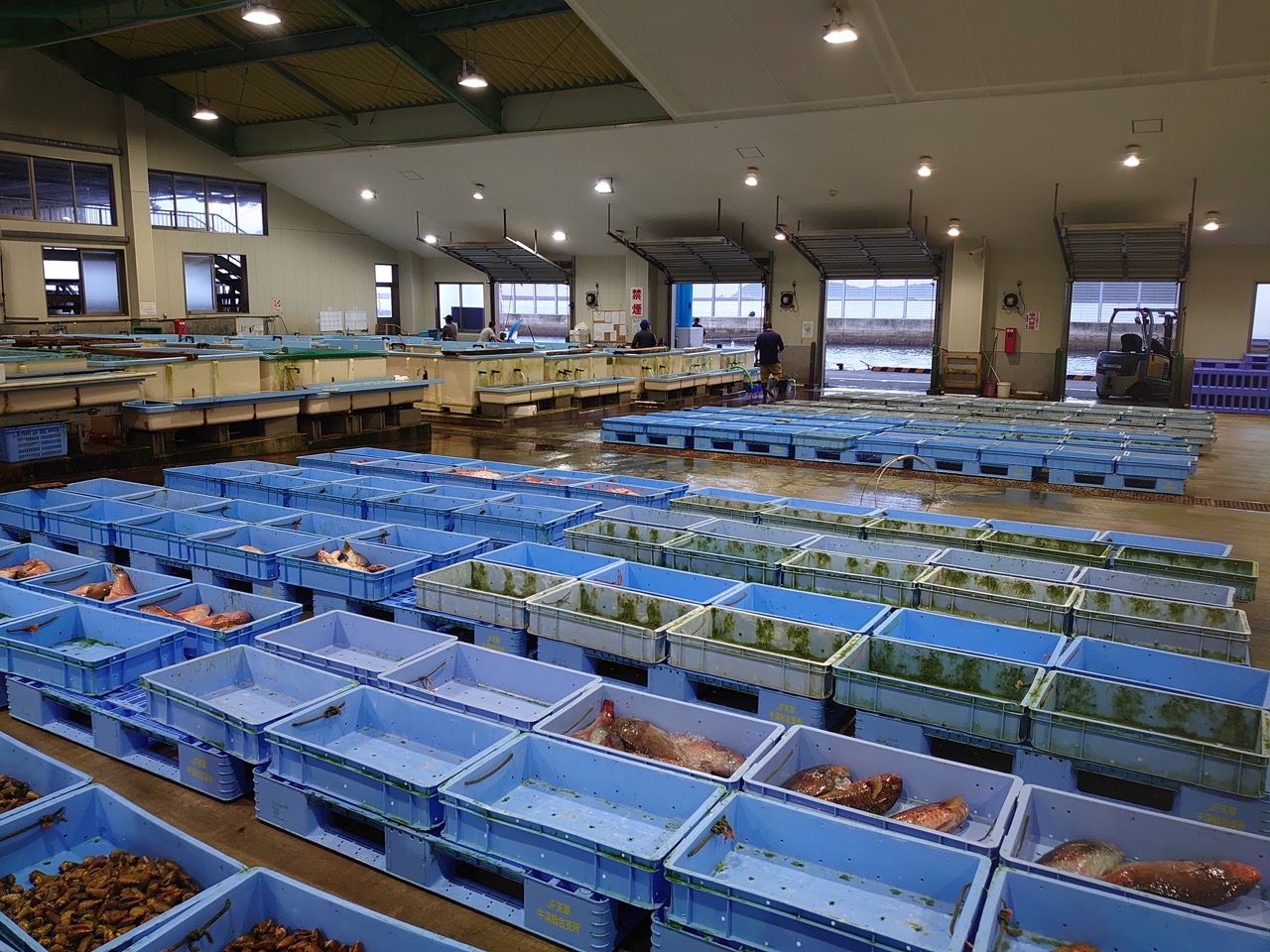 Warehouse at harbour in Japan full of blue plastic crates of fish. Photo From SRA Japan