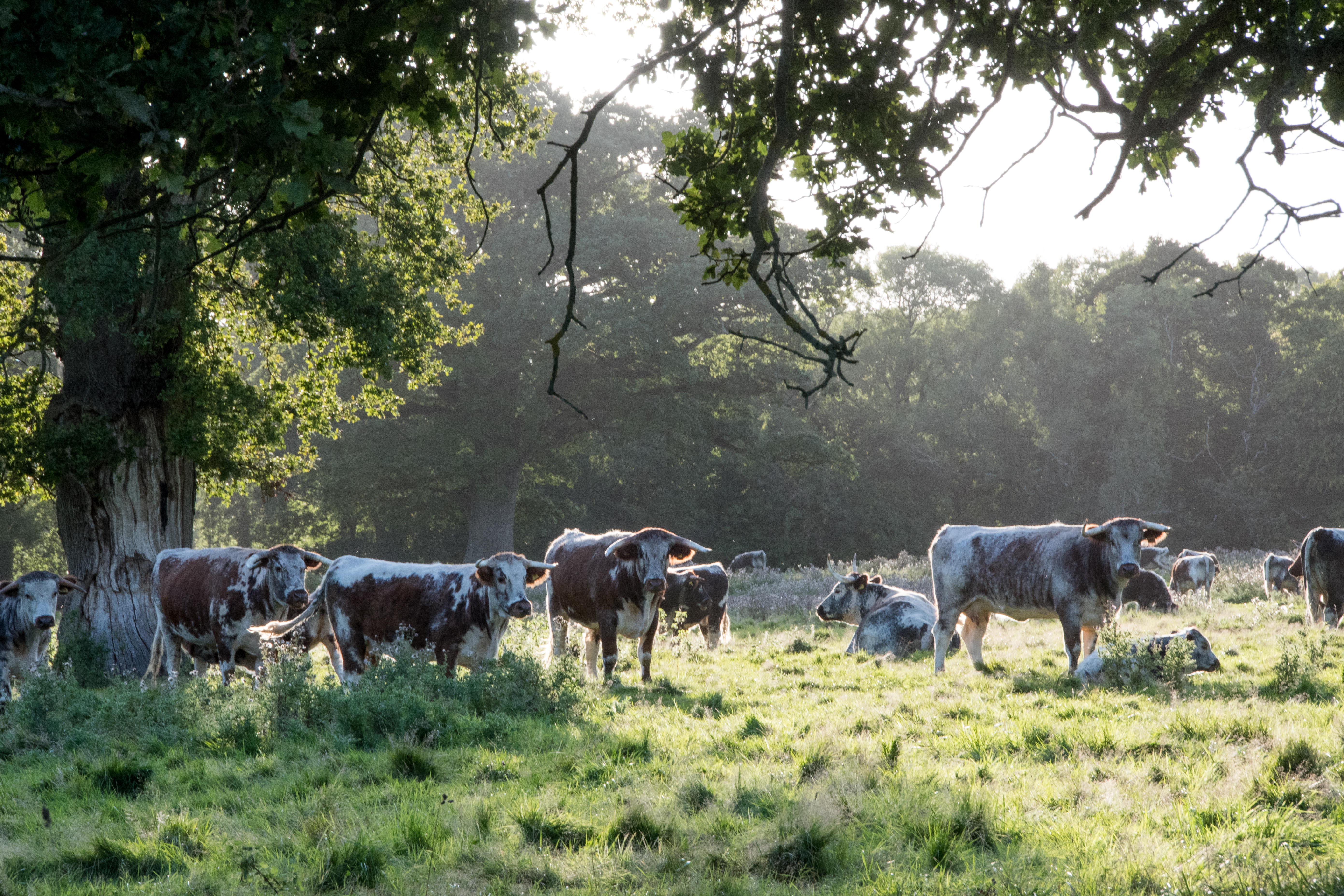 Longhorn cattle grazing in grass field with woodland in the background