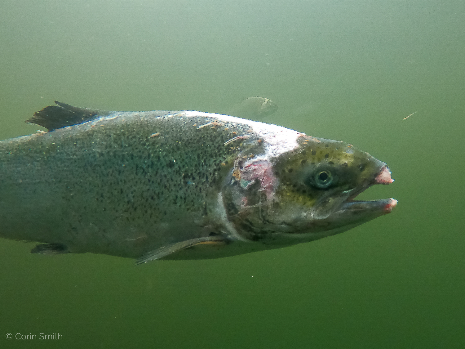Close up shot of an unhealthy farmed salmon in murky water, copyright Corin Smith The GSFR
