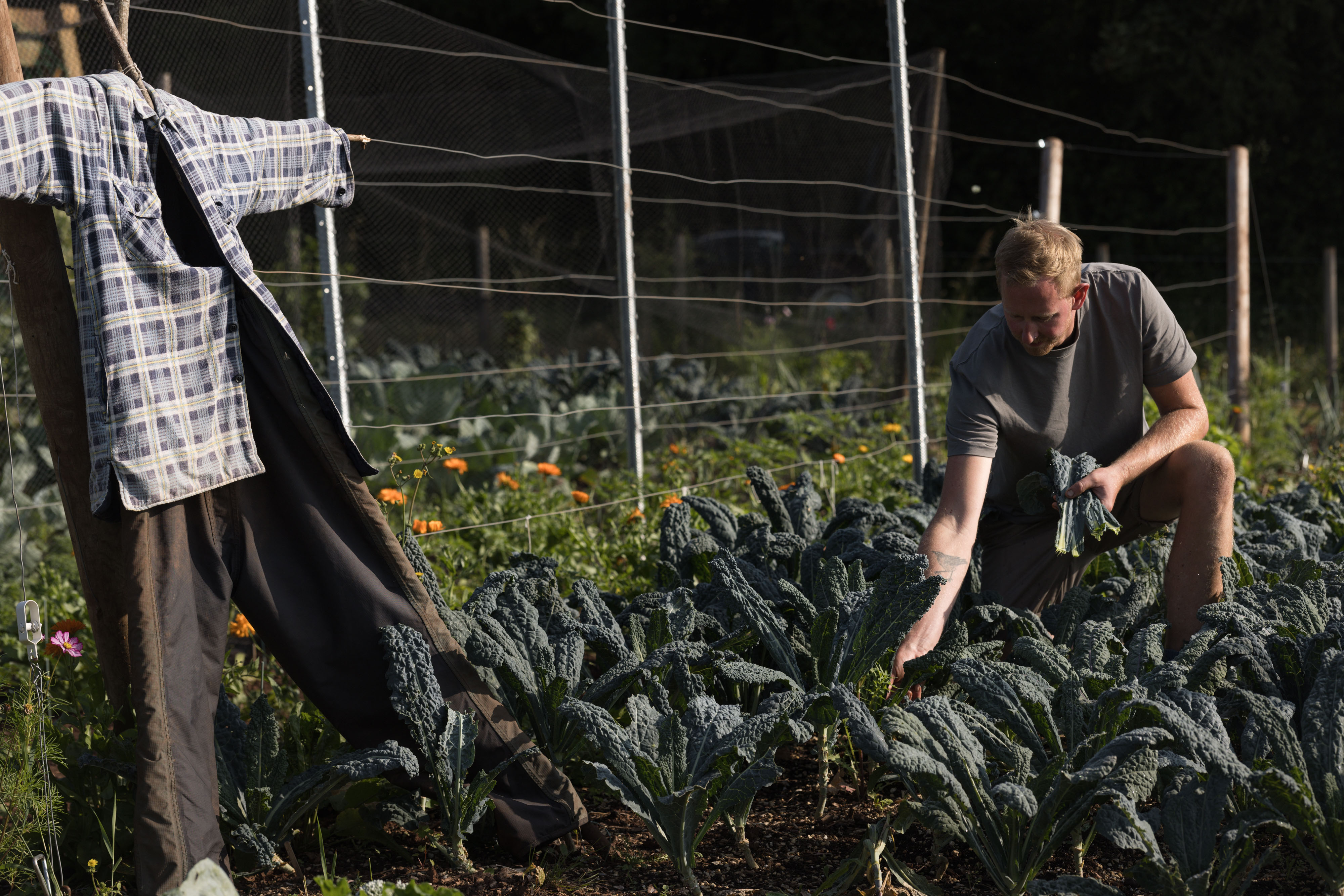 Blond man crouching to pick kale from ground beside scarecrow, with wildflowers and fence in background