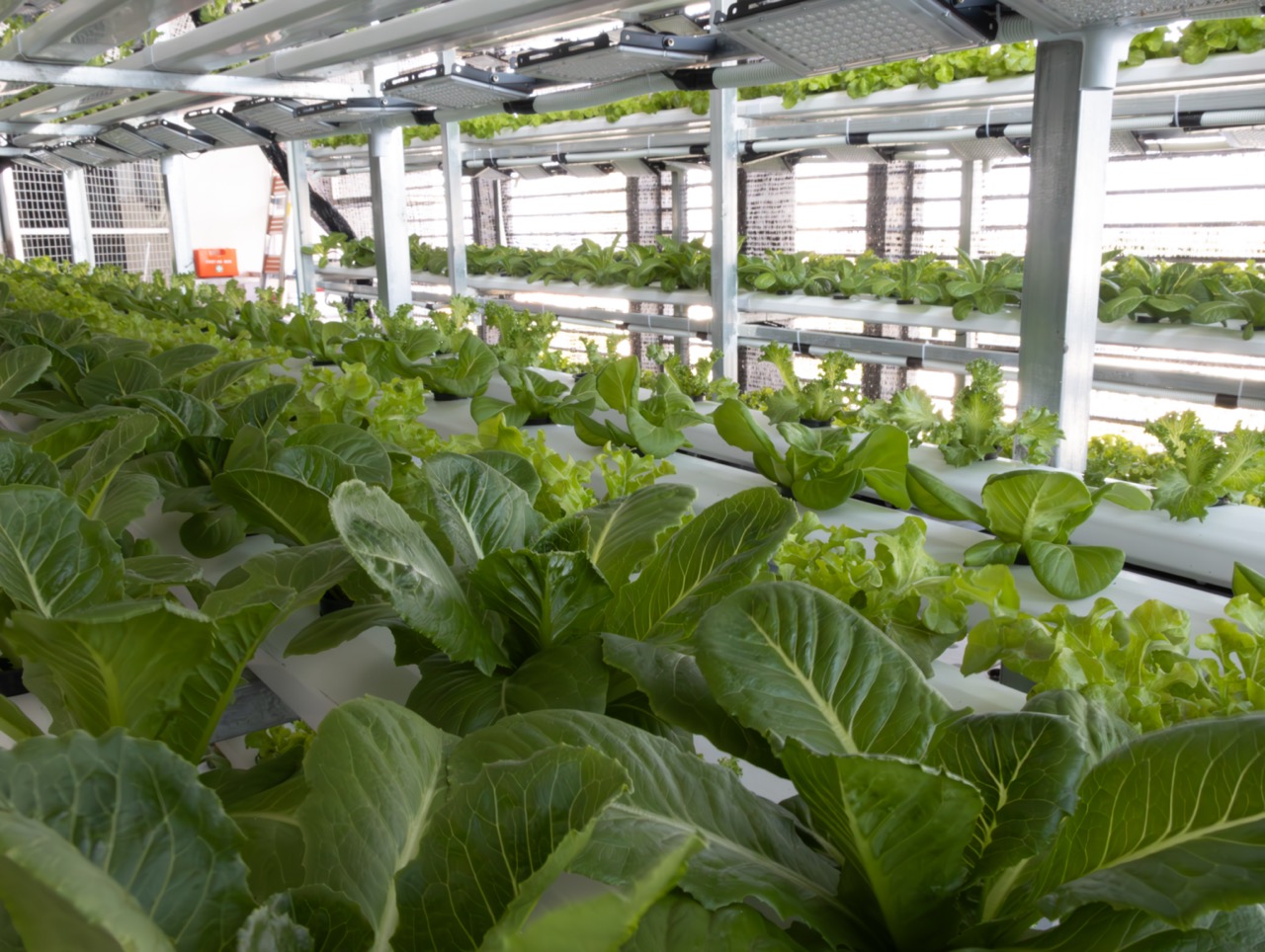 Rosewood Phnom Penh supplier hydroponic vegetables growing
