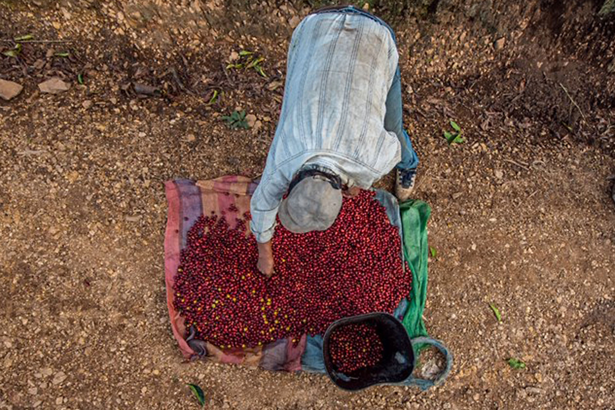 Overhead shot of farmer wearing hat bending over bright red coffee beans on blanket, reaching down to touch them