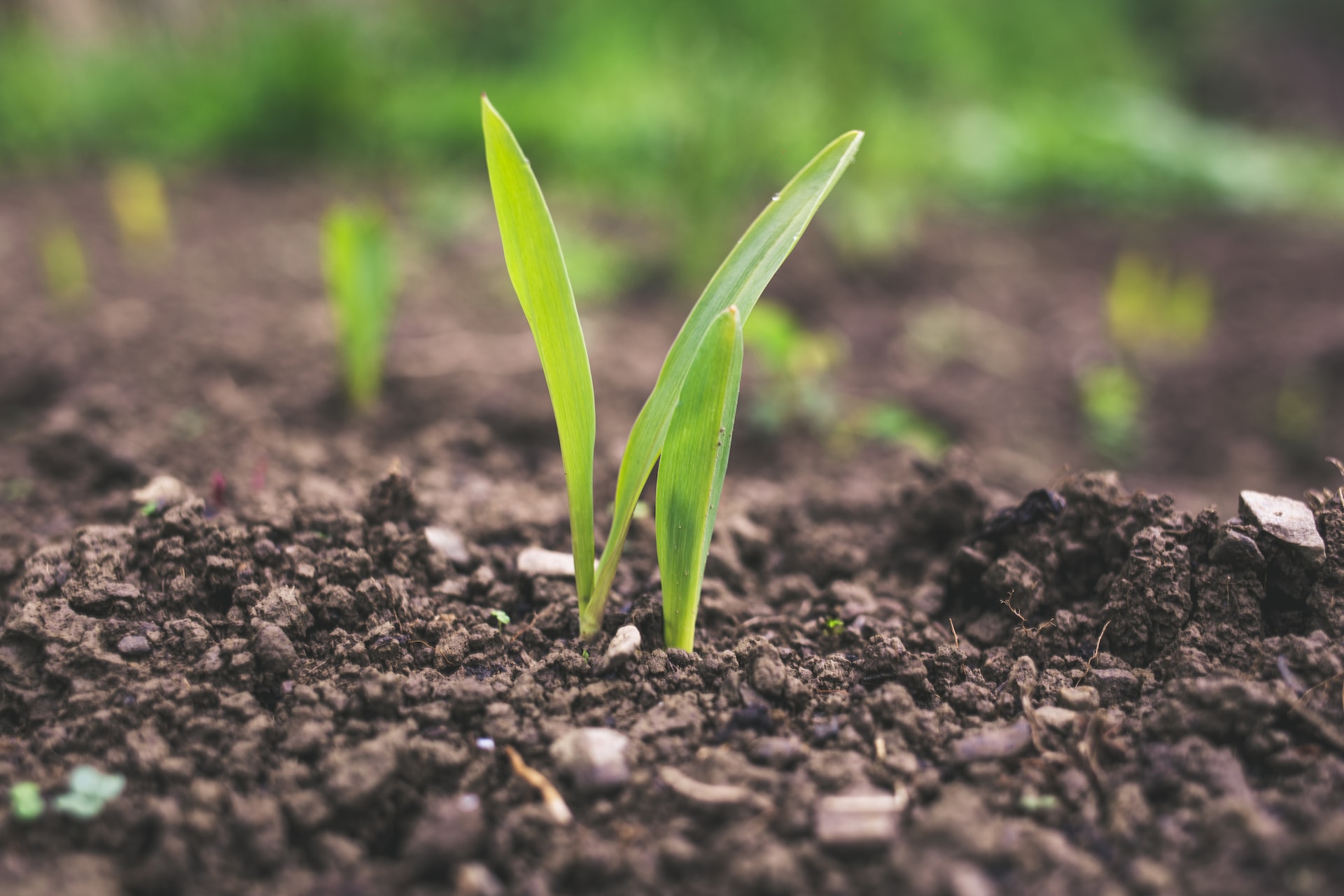 Green shoots growing from soil