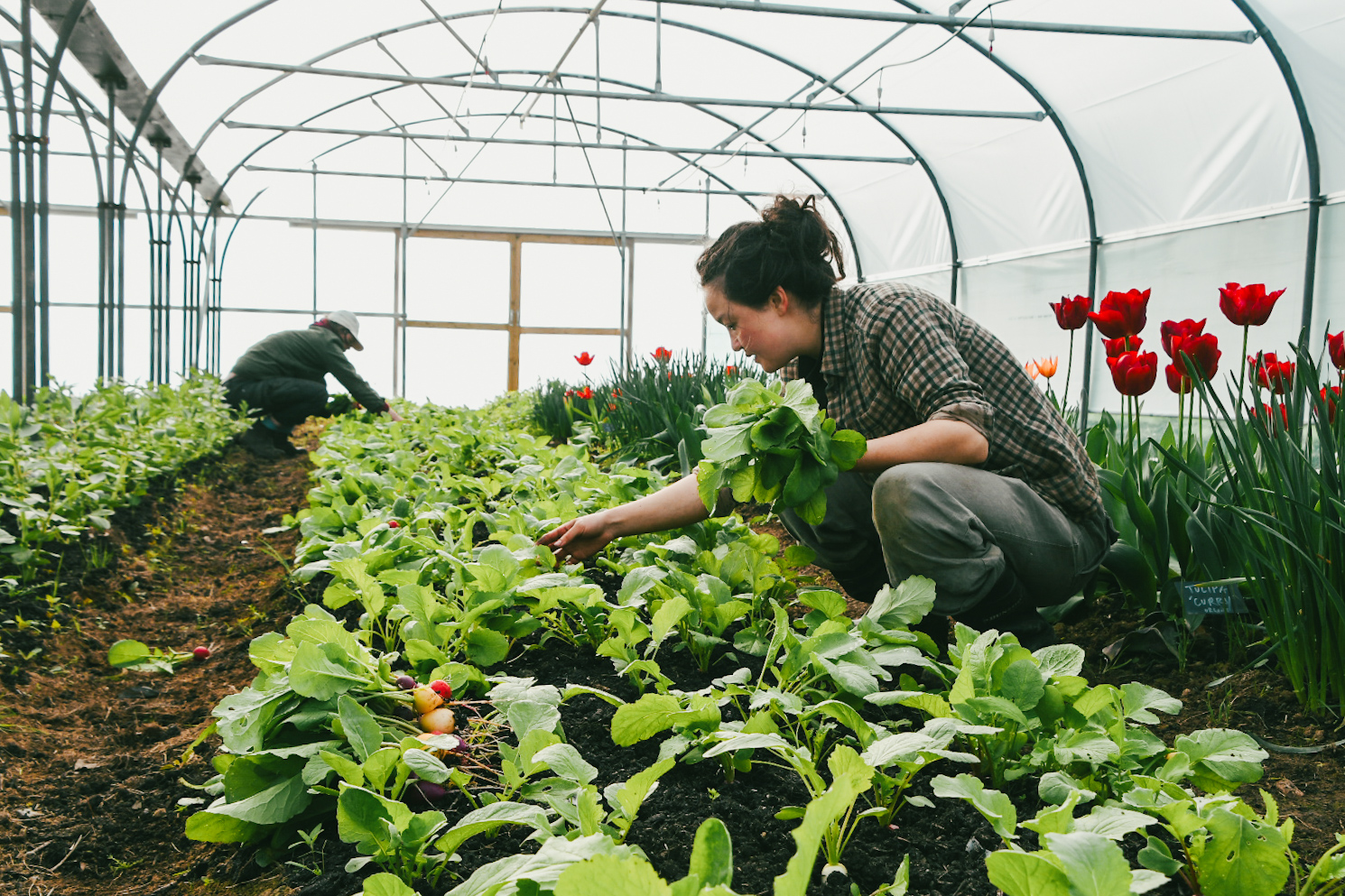 Two people crouched down to tend vegetables in polytunnel