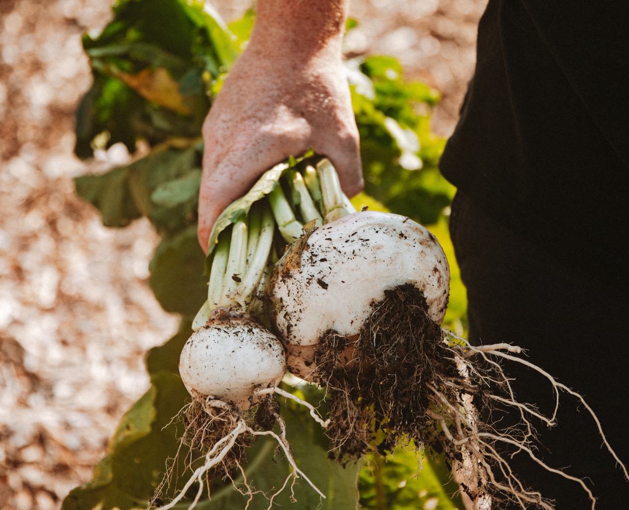 Hand holding bunch of turnips covered in soil