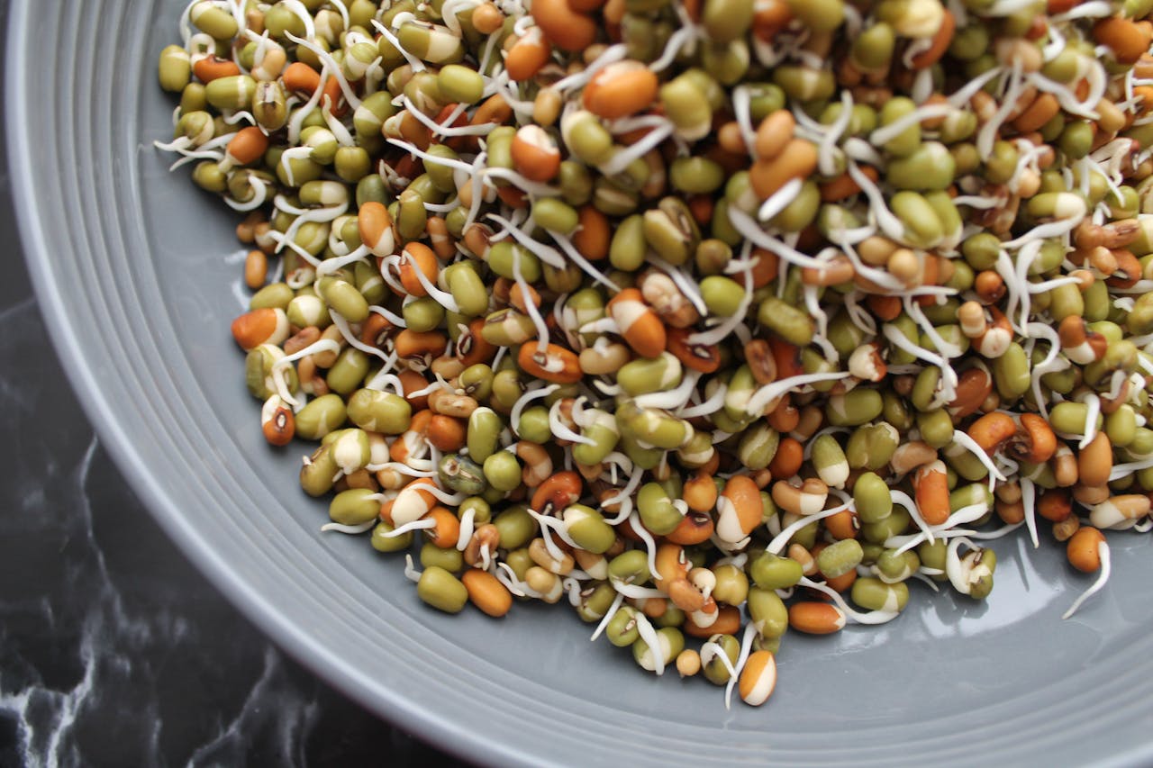 Close up of sprouted beans on grey plate