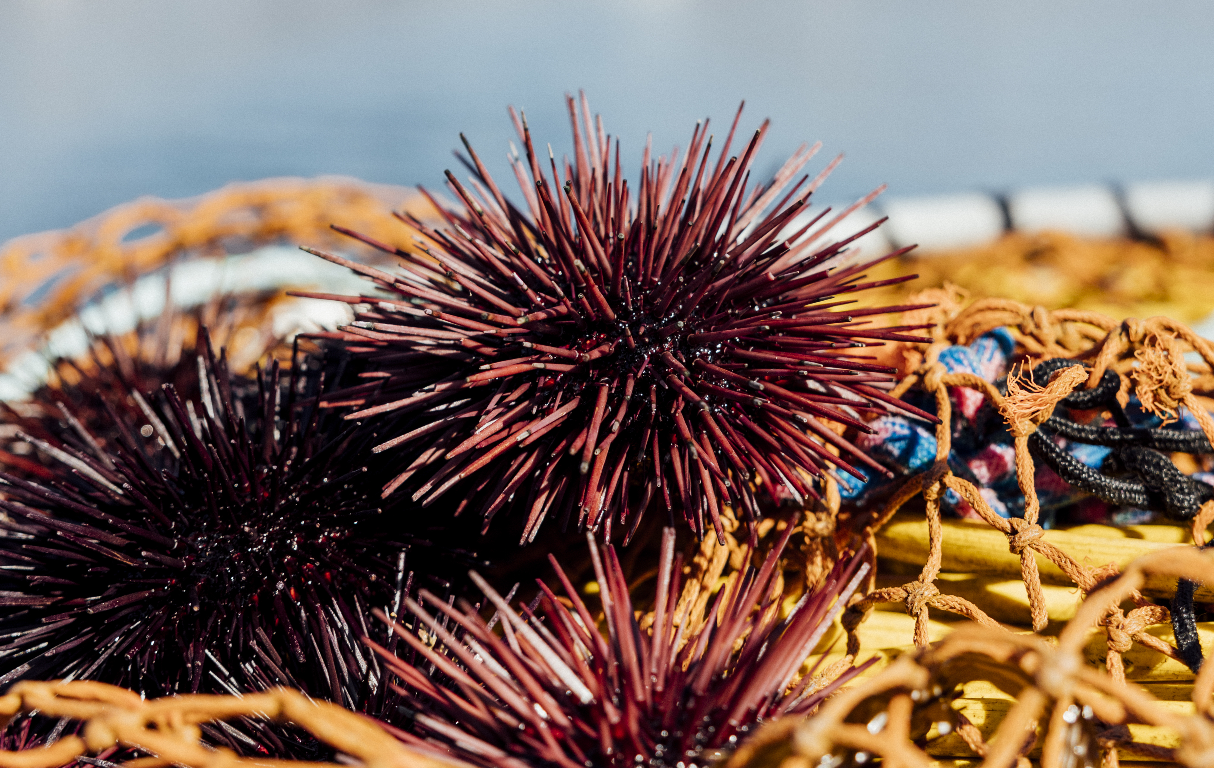 Sea urchins on yellow net with sea in background